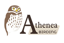 Athenea Birding